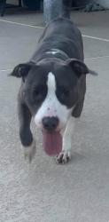 Found/Stray Male Dog last seen Hacienda and Conquistador, Spring Valley, NV 89148