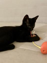 Shelter Stray Female Cat last seen N Amherst and N Haven Ave, PORTLAND, OR, 97203, 1700 W Historic Columbia River Hwy, Troutdale, OR 97060, USA