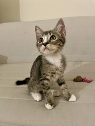 Shelter Stray Male Cat last seen N Amherst and N Haven Ave, PORTLAND, OR, 97203, 1700 W Historic Columbia River Hwy, Troutdale, OR 97060, USA