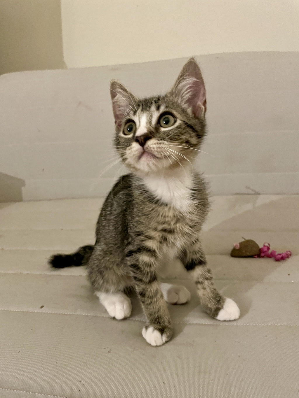 Shelter Stray Male Cat last seen N Amherst and N Haven Ave, PORTLAND, OR, 97203, 1700 W Historic Columbia River Hwy, Troutdale, OR 97060, USA