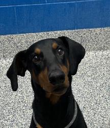 Shelter Stray Male Dog last seen Near mcintyre, Golden, CO, 80401, 580 McIntyre St, Golden, CO 80401, USA