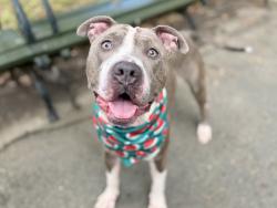 Shelter Stray Male Dog last seen Near Fteley Avenue, BRONX, NY, 10473, 326 E 110th St, New York, NY 10029, USA