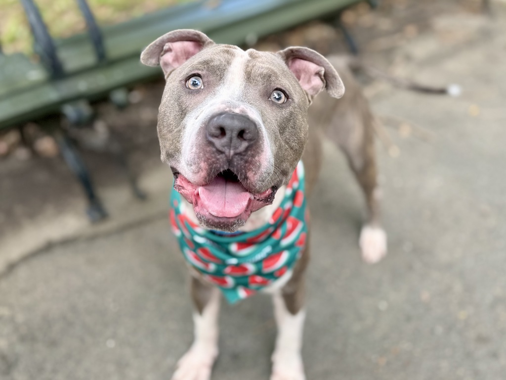 Shelter Stray Male Dog last seen Near Fteley Avenue, BRONX, NY, 10473, 326 E 110th St, New York, NY 10029, USA
