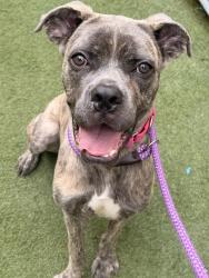 Shelter Stray Male Dog last seen E, NEW YORK, NY, 10029, 326 E 110th St, New York, NY 10029, USA
