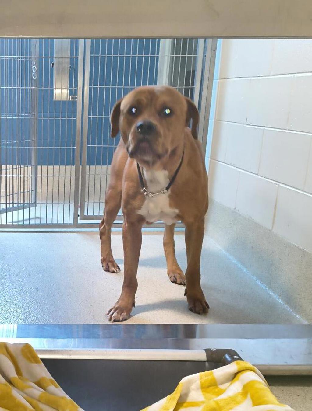 Shelter Stray Male Dog last seen Near Kentucky Rochester Hills, ROCHESTER HILLS, MI, 48309, 1200 N Telegraph Building 42E, Pontiac, MI 48340, USA