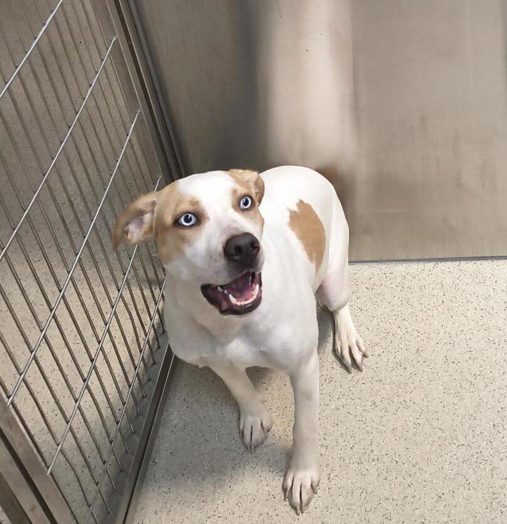 Shelter Stray Female Dog last seen Near Pine Knob Trail, CLARKSTON, MI, 48348, 1200 N Telegraph Building 42E, Pontiac, MI 48340, USA