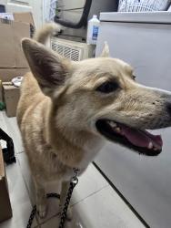 Reunited Unknown Dog last seen SE Quiescent, Port St. Lucie, FL 34983