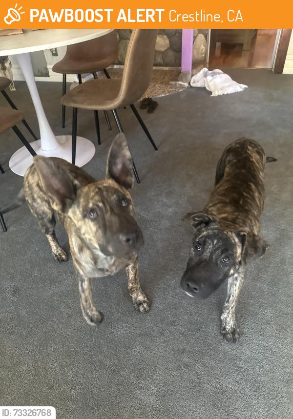 Found/Stray Female Dog last seen Near mountain cravings, Crestline, CA 92325