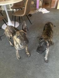 Found/Stray Female Dog last seen Near mountain cravings, Crestline, CA 92325