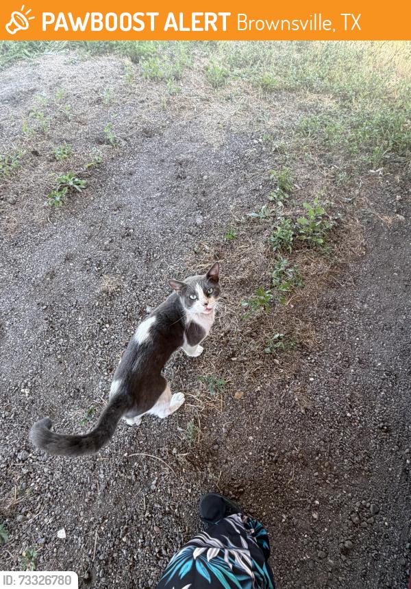 Found/Stray Unknown Cat last seen Boca Chica Blvd & Old Alice, Brownsville, TX 78521