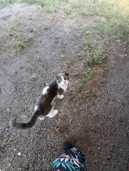 Found/Stray Unknown Cat last seen Boca Chica Blvd & Old Alice, Brownsville, TX 78521