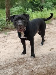 Lost Male Dog last seen Across from ETOS on 42 and pecan, New London, TX 75682