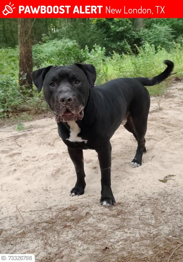 Lost Male Dog last seen Across from ETOS on 42 and pecan, New London, TX 75682