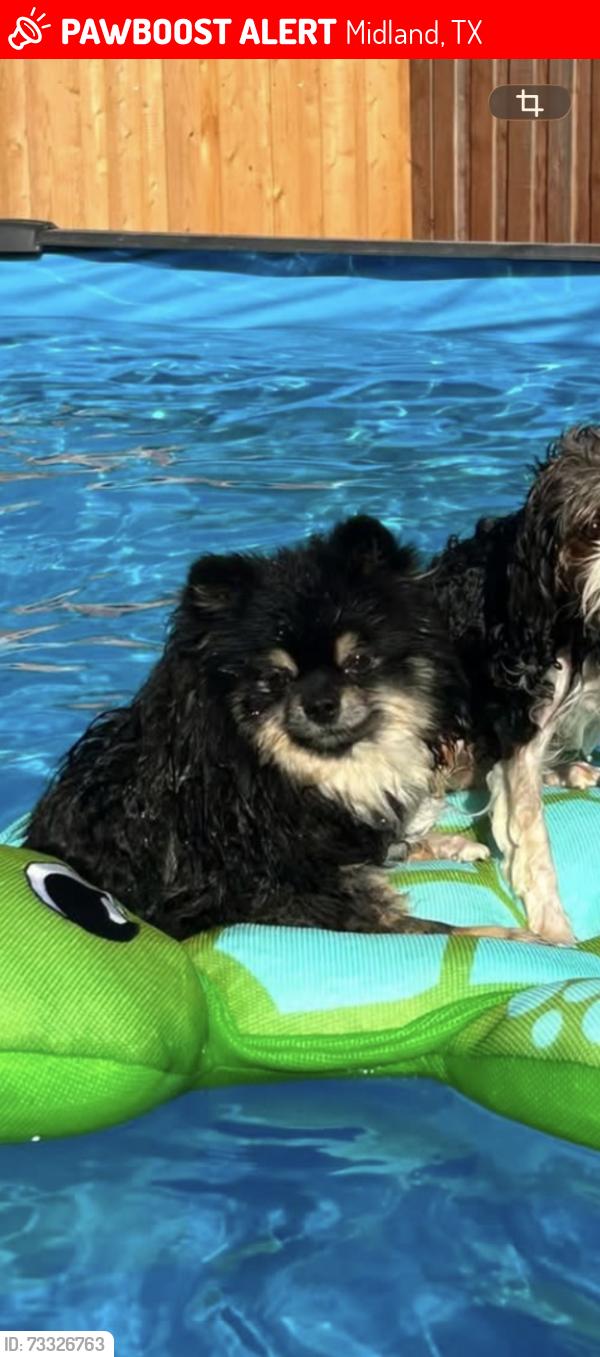 Lost Male Dog last seen Near piney road 118 and county rd 1210, Midland, TX 79706