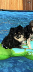 Lost Male Dog last seen Near piney road 118 and county rd 1210, Midland, TX 79706