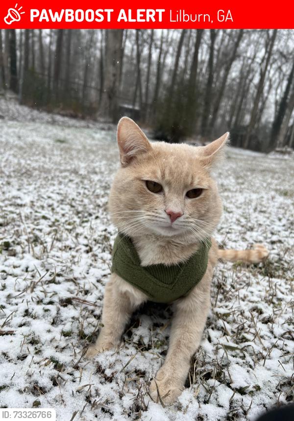 Lost Male Cat last seen Kensington Neighborhood, Lilburn, GA 30047