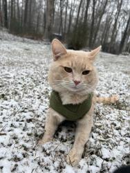 Lost Male Cat last seen Kensington Neighborhood, Lilburn, GA 30047