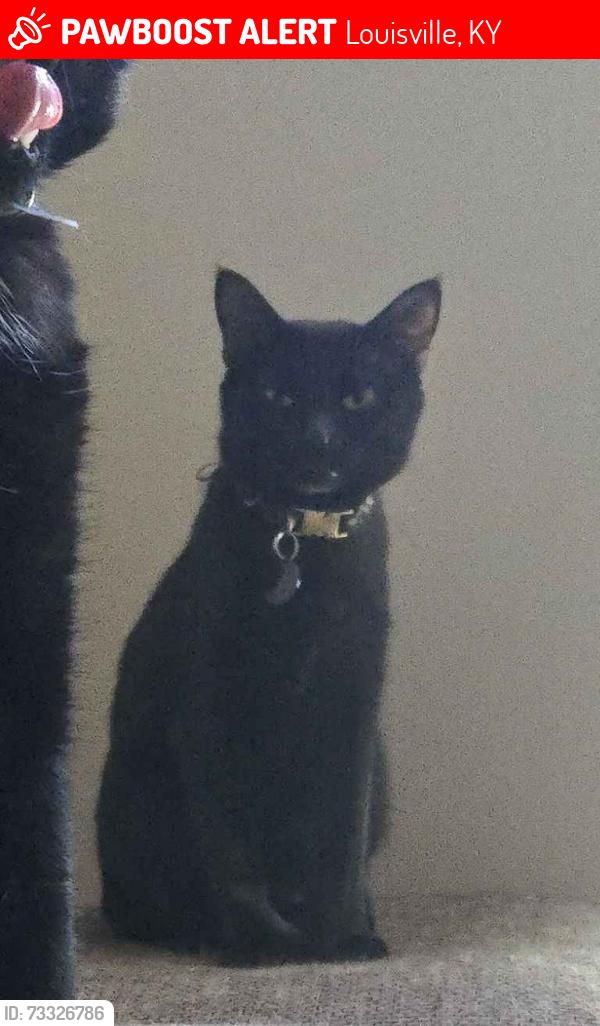 Lost Female Cat last seen Clifton kroger, franfort ave, brownsboro rd, Louisville, KY 40206
