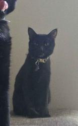 Lost Female Cat last seen Clifton kroger, franfort ave, brownsboro rd, Louisville, KY 40206