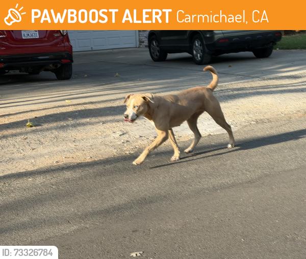 Found/Stray Female Dog last seen Near dove and pheasant road, Carmichael, CA 95628