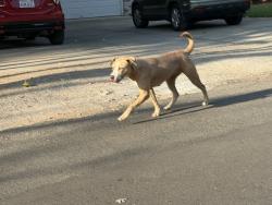Found/Stray Female Dog last seen Near dove and pheasant road, Carmichael, CA 95628