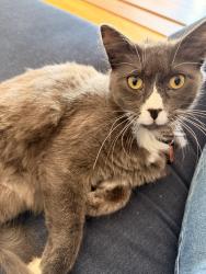 Lost Male Cat last seen 220th and 9th, Des Moines WA, Des Moines, WA 98198