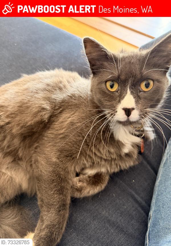 Lost Male Cat last seen 220th and 9th, Des Moines WA, Des Moines, WA 98198