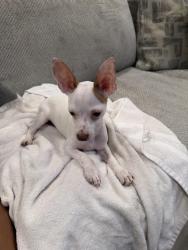Found/Stray Male Dog last seen Cesar Chavez & Brittania Streey, Los Angeles, CA 90033