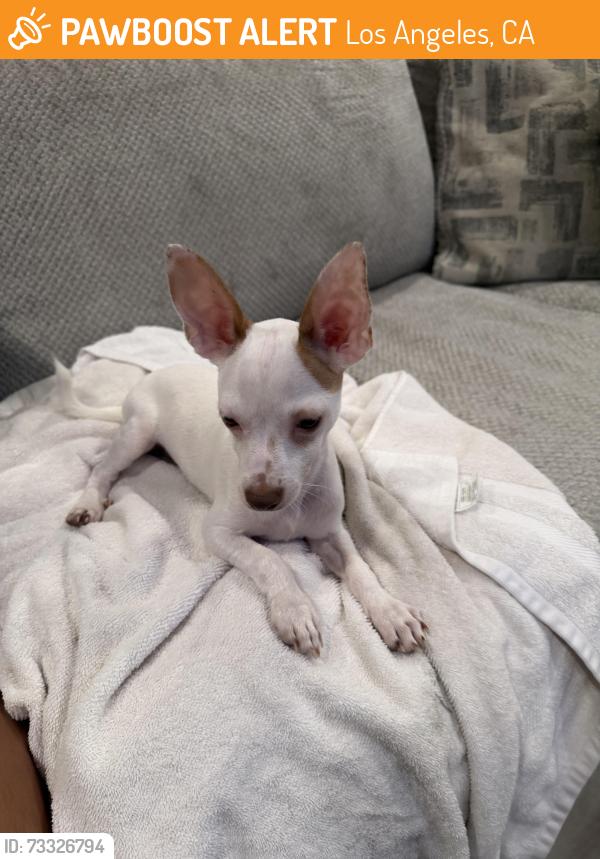 Found/Stray Male Dog last seen Cesar Chavez & Brittania Streey, Los Angeles, CA 90033