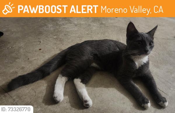 Found/Stray Female Cat last seen Ironwood and Pigeon Pass, Moreno Valley, Ca, Moreno Valley, CA 92557