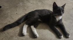 Found/Stray Female Cat last seen Ironwood and Pigeon Pass, Moreno Valley, Ca, Moreno Valley, CA 92557