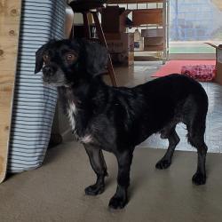 Found/Stray Male Dog last seen S 48th St & W Vineyard Rd, Tempe, Phoenix, AZ 85282