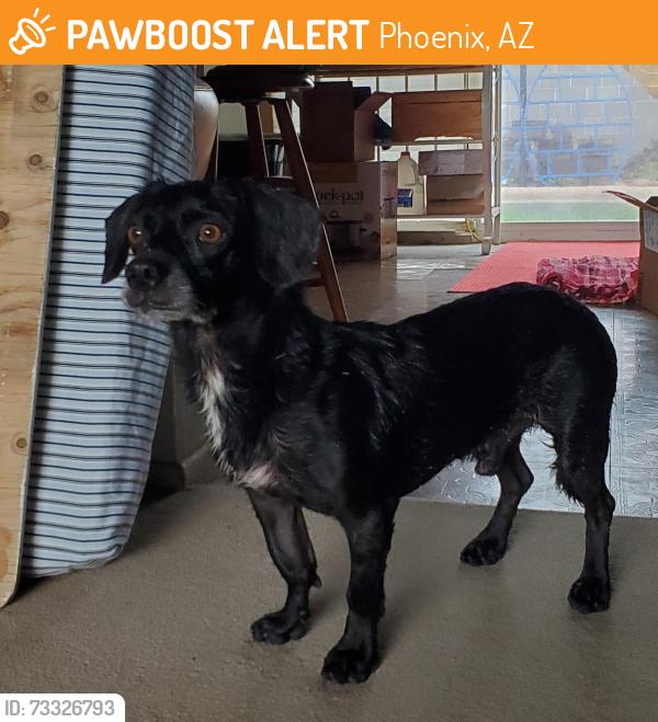 Found/Stray Male Dog last seen S 48th St & W Vineyard Rd, Tempe, Phoenix, AZ 85282