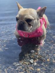 Reunited Female Dog last seen UNR, Reno, NV 89512