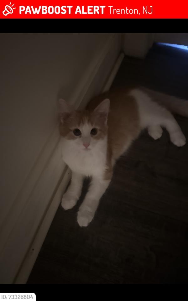 Lost Female Cat last seen West st, Trenton, NJ 08611