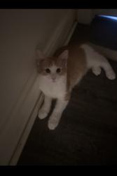 Lost Female Cat last seen West st, Trenton, NJ 08611