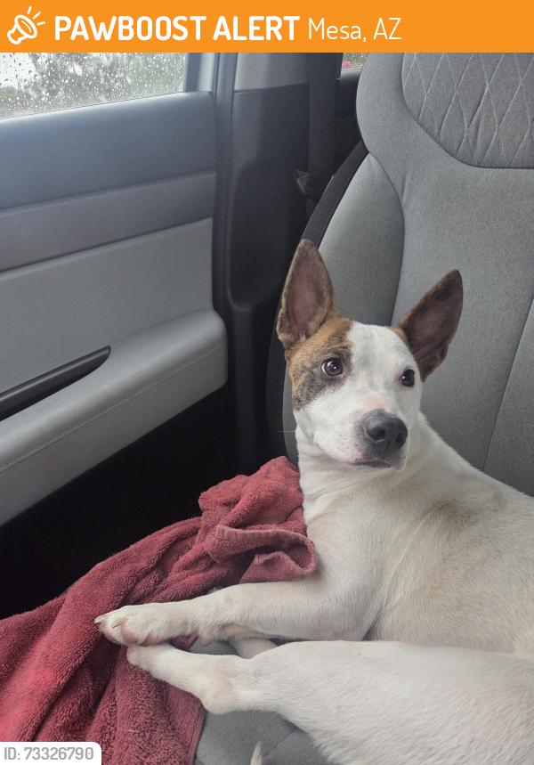 Found/Stray Male Dog last seen Alma school and baseline, Mesa, AZ 85202