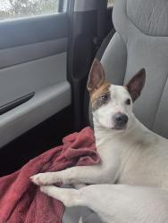 Found/Stray Male Dog last seen Alma school and baseline, Mesa, AZ 85202