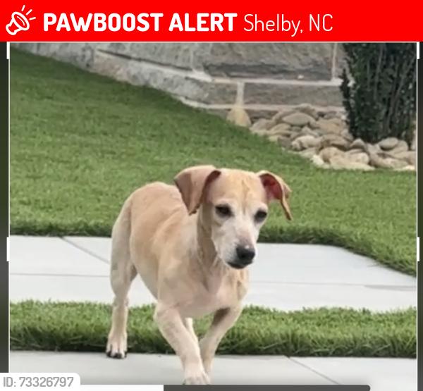 Lost Male Dog last seen college Avenue, Shelby, NC 28152