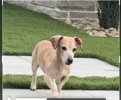 Lost Male Dog last seen college Avenue, Shelby, NC 28152