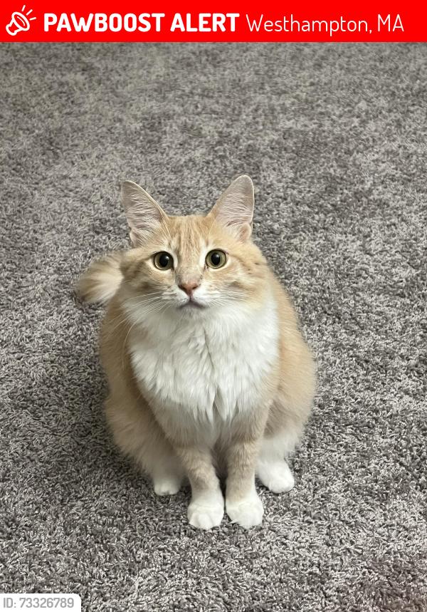 Lost Female Cat last seen Southampton st, Westhampton, MA 01027