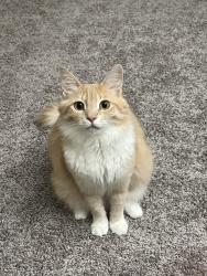 Lost Female Cat last seen Southampton st, Westhampton, MA 01027