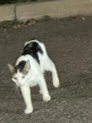 Found/Stray Unknown Cat last seen Behind CVS drive thru, Worcester, MA 01610