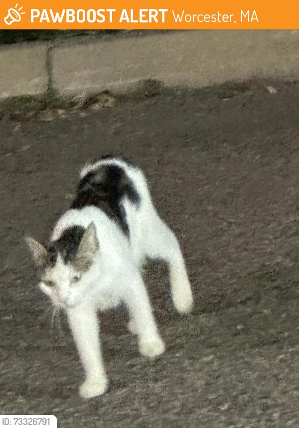 Found/Stray Unknown Cat last seen Behind CVS drive thru, Worcester, MA 01610