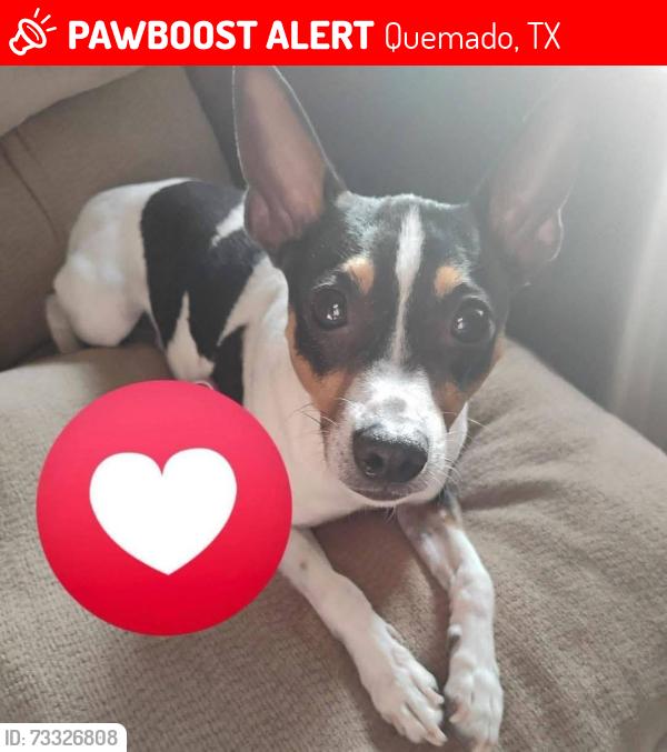Lost Male Dog last seen Near North hawey in quemado Texas, Quemado, TX 78877