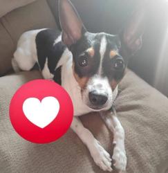 Lost Male Dog last seen Near North hawey in quemado Texas, Quemado, TX 78877