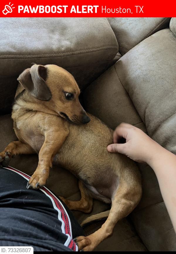 Lost Female Dog last seen Richey ,Ella ,Kuykhendal, Houston, TX 77090