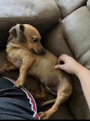 Lost Female Dog last seen Richey ,Ella ,Kuykhendal, Houston, TX 77090