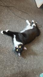 Lost Female Cat last seen Norwich, Norwich, England 