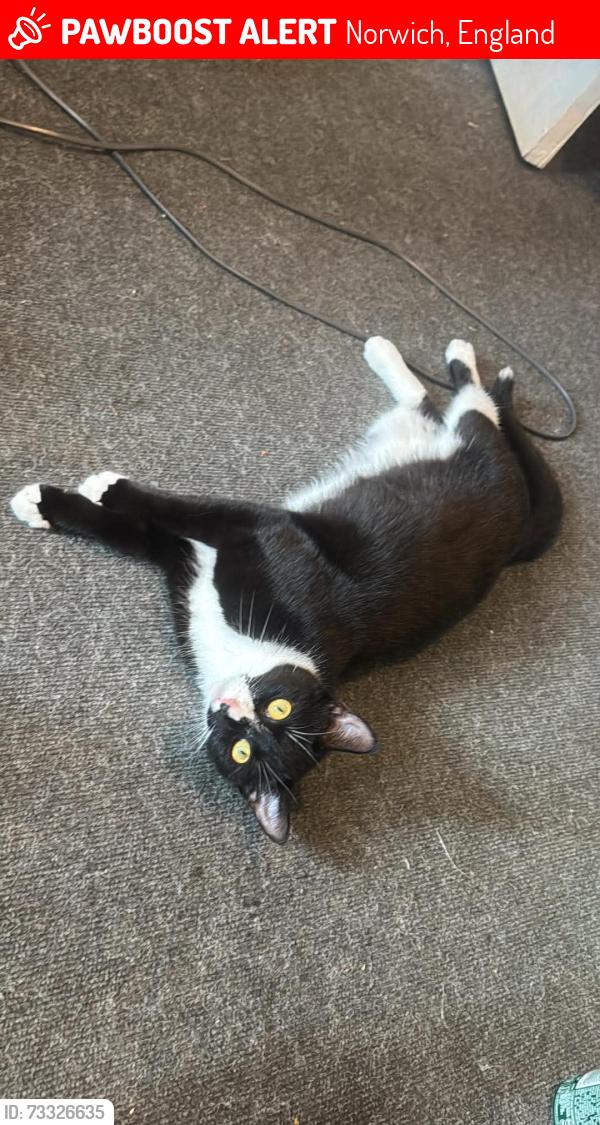 Lost Female Cat last seen Norwich, Norwich, England 